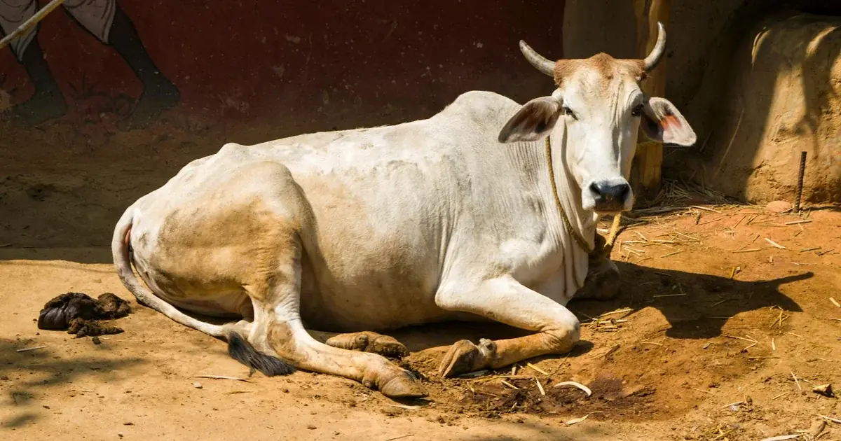 Farm Animal Names