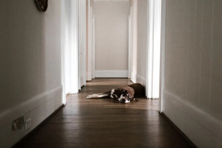 A dog lying peacefully on a wooden floor indoors