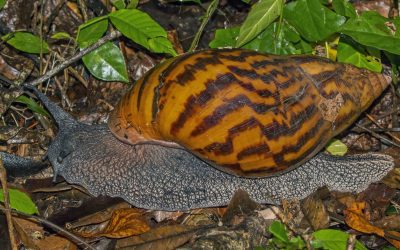 Unusual English Collective Nouns